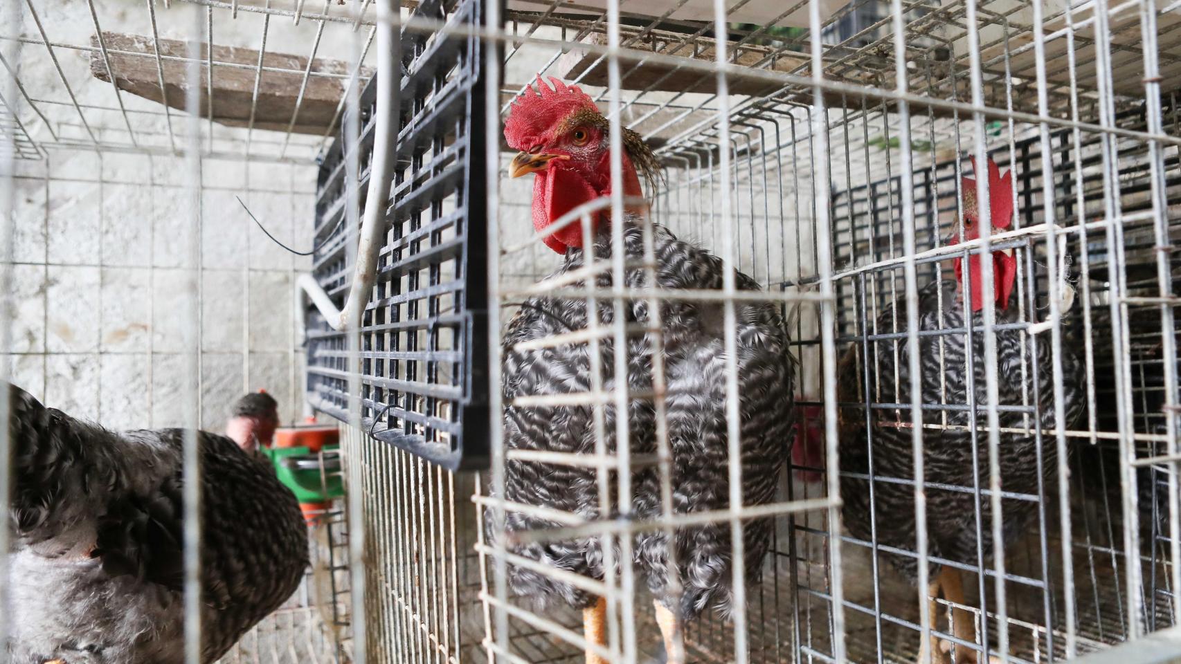 Un gallinero de una pequeña explotación.