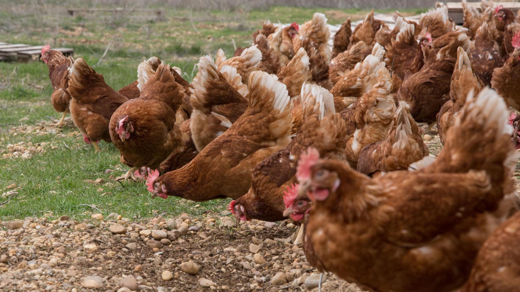 Una granja de gallinas en Castilla y León