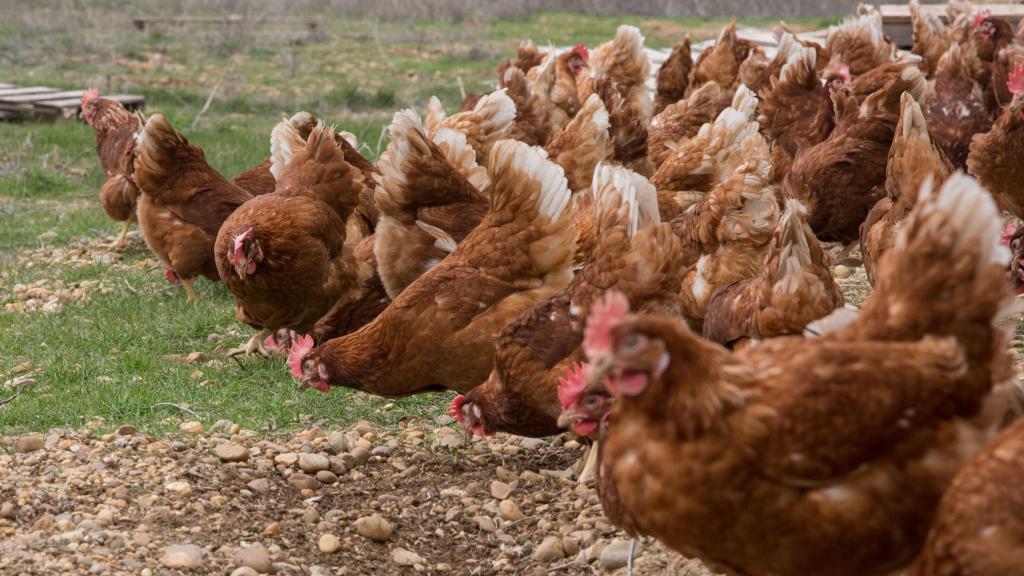 Una granja de gallinas en Castilla y León