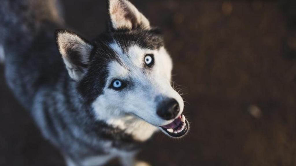 Un husky siberiano.