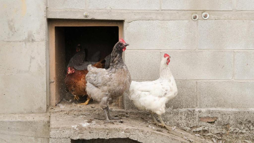 Gallinas en gallineros en A Mariña.