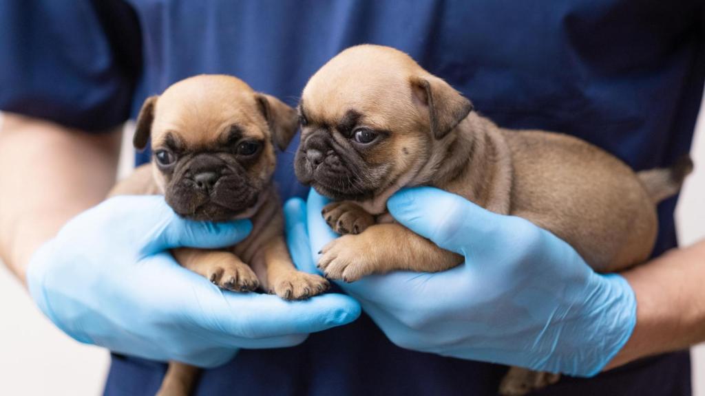 Un veterinario con dos cachorros en brazos.