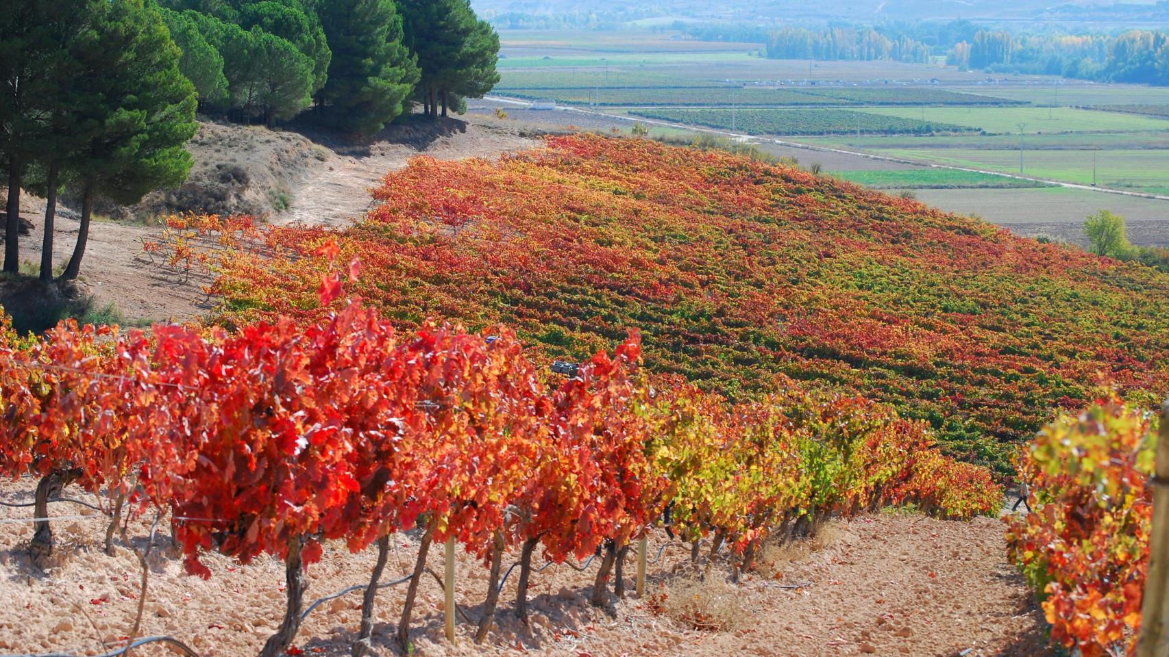 Bella estampa de viñedos en la zona de la Ribera del Duero.