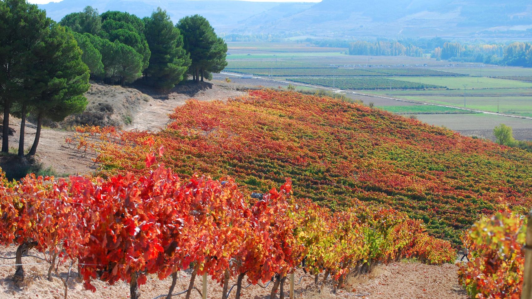 La oferta enoturística de Castilla y León, líder con 9 rutas del vino