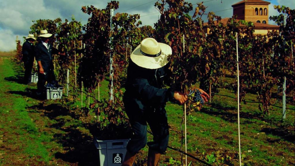 Vendimiadores en la zona de Arribes del Duero.
