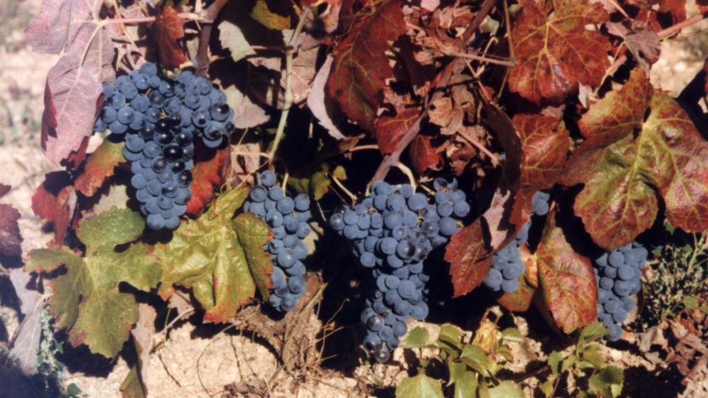 Racimos de la variedad Juan García en la DO Arribes del Duero.
