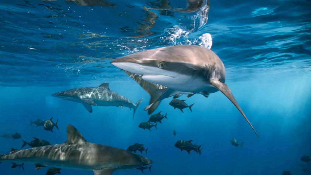 Ejemplares de 'Carcharhinus obscurus'.