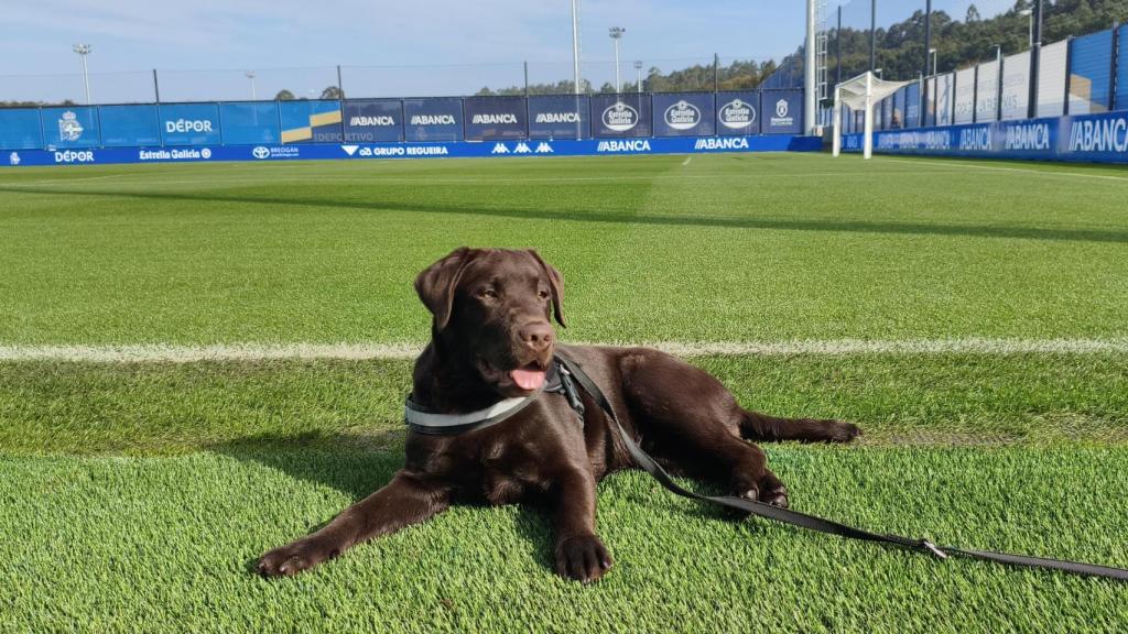 Oito en los campos del Dépor Training Center en Abegondo