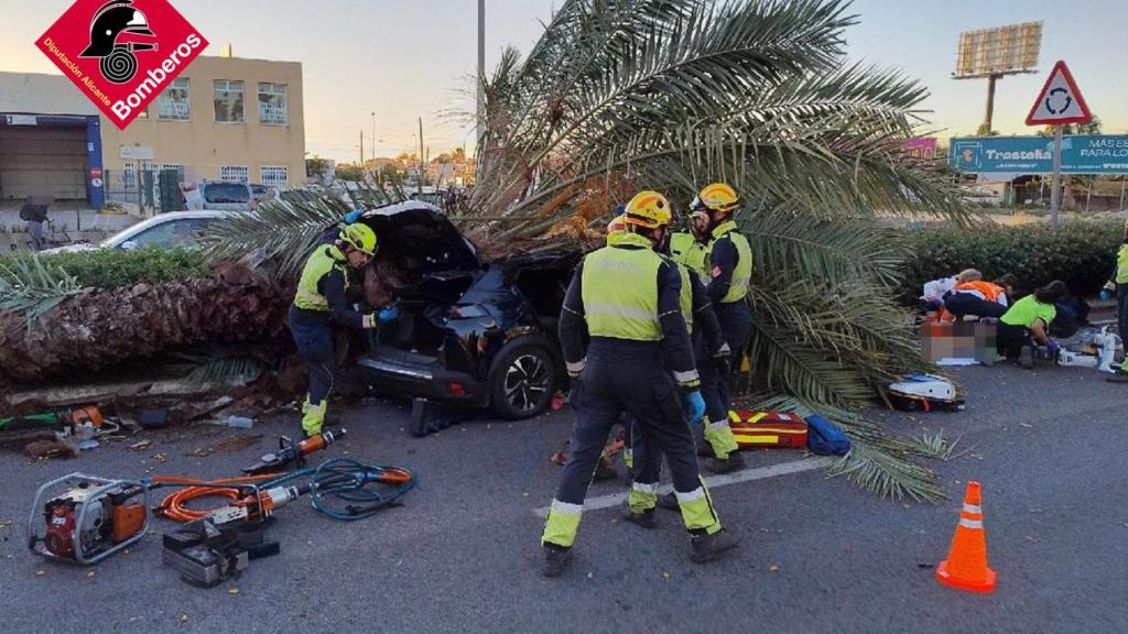 La palmera caída sobre el vehículo en Torrevieja.