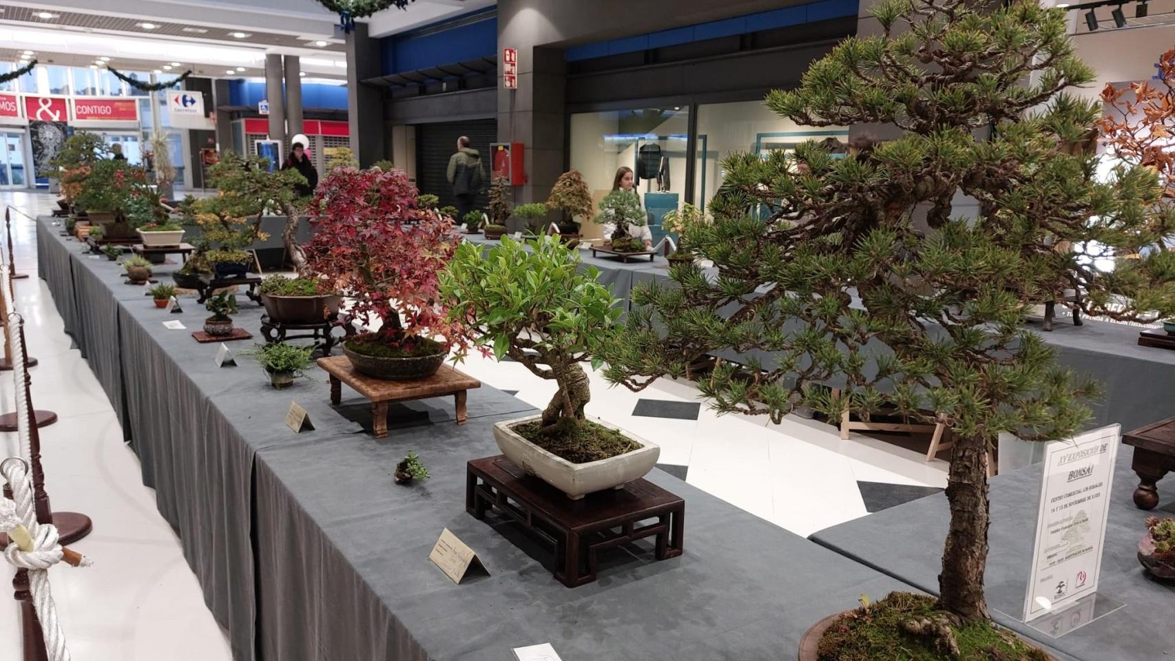 El centro comercial Los Rosales de A Coruña celebra su 29º aniversario con una exposición de bonsáis
