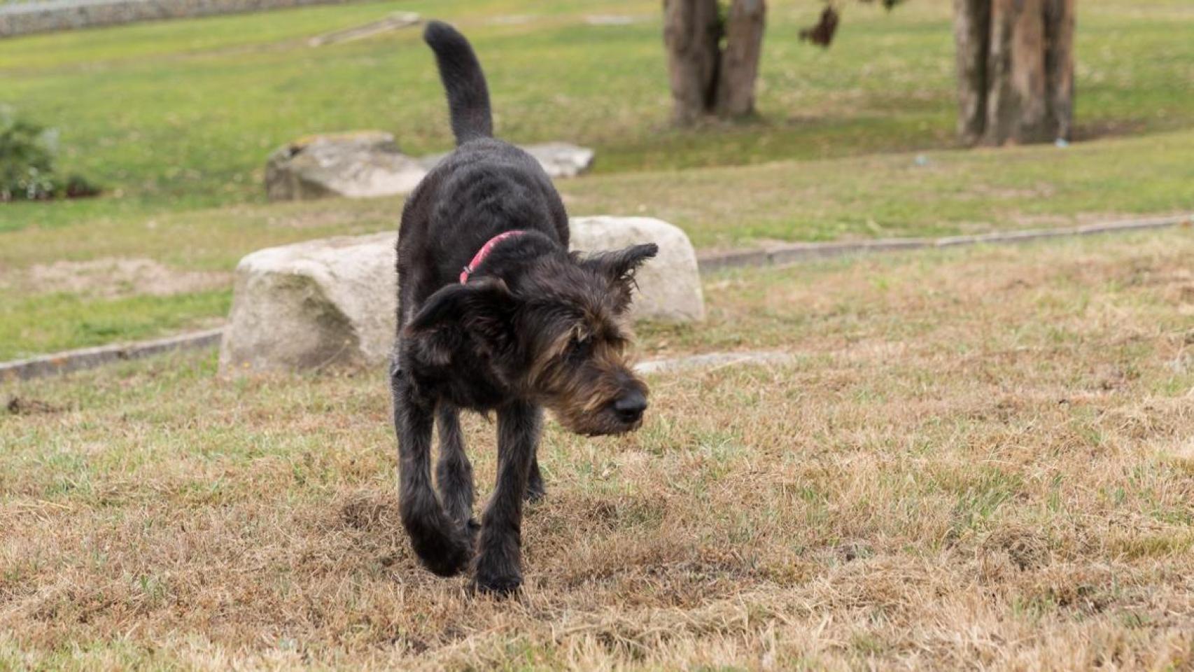 Un perro en una imagen de archivo en el Parque de Bens
