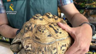 Suartx, el falso refugio de Ávila que escondía un lucrativo tráfico con 500 animales: tortugas leopardo, iguanas y un varano del Nilo