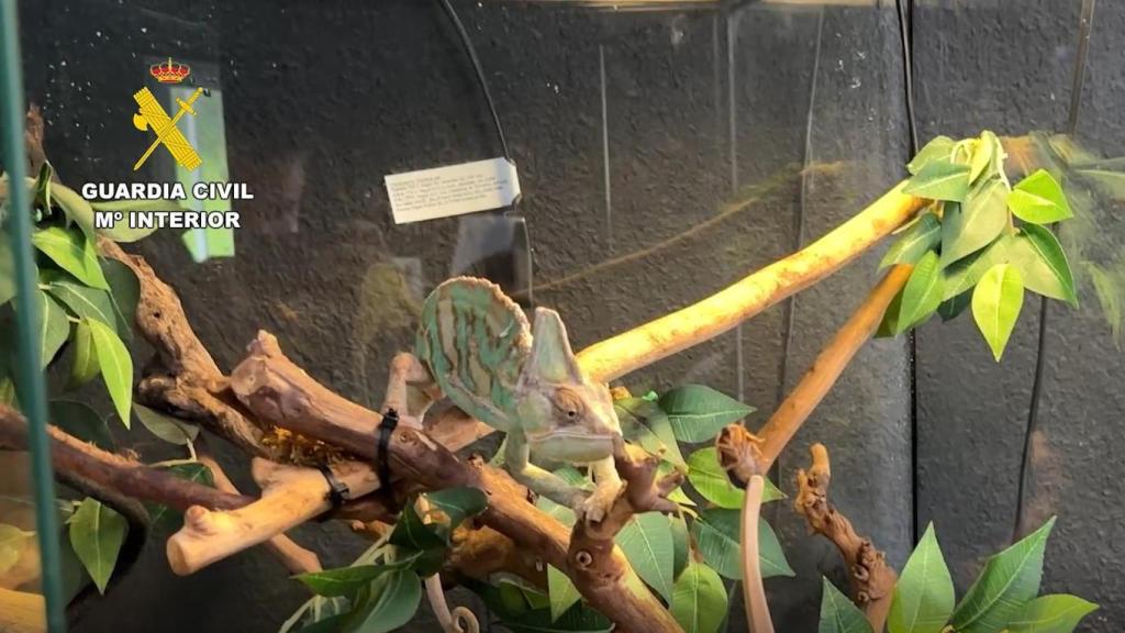 Operación 'Suartx'.