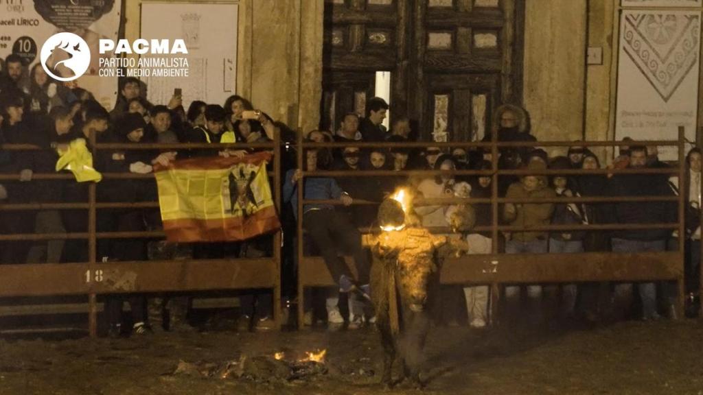 Pacma denuncia “más de dos horas de agonía” y descontrol en la celebración del Toro Jubilo de Medinaceli