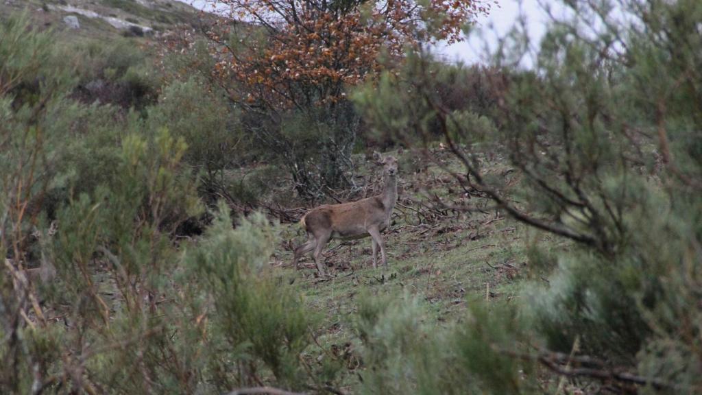 Un ciervo, sorprendido por la cámara, en el Alto de la Varga.