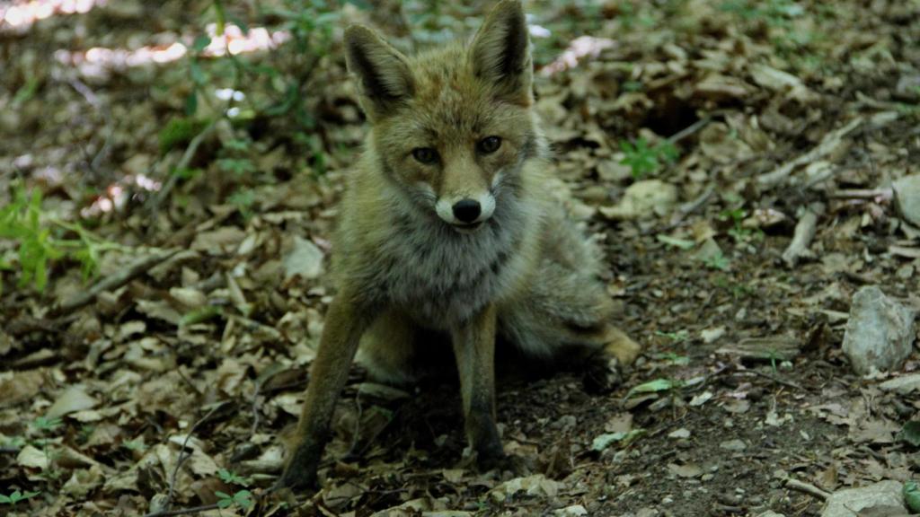 Un ejemplar de raposo.