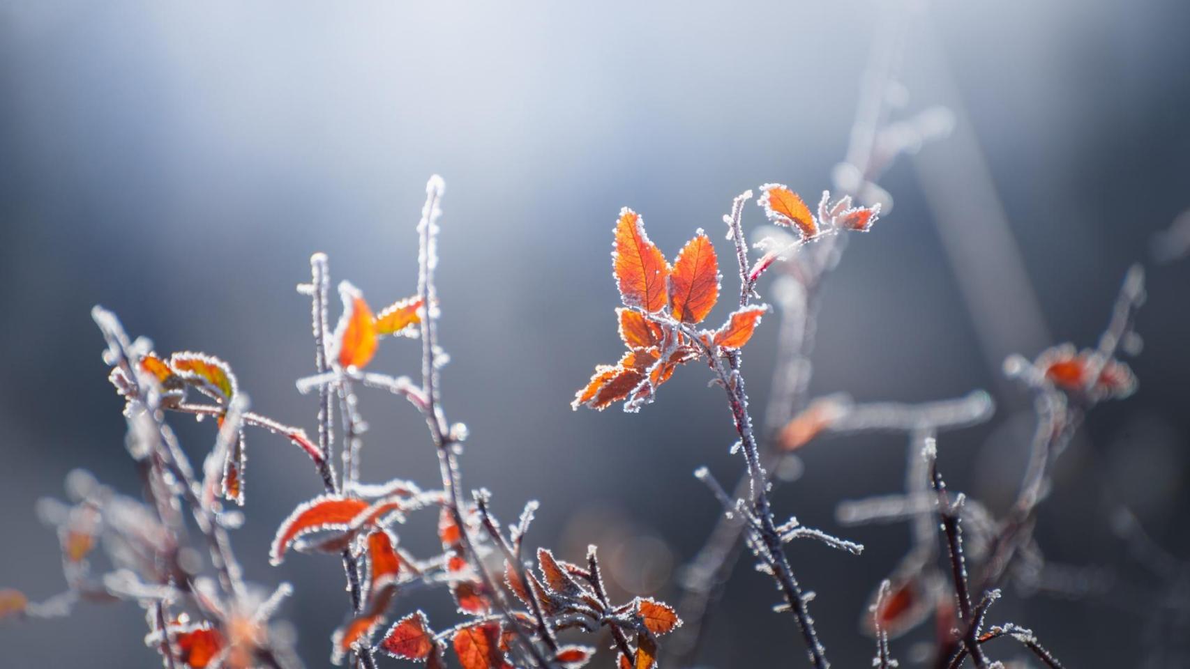 Una planta con escarcha