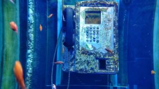 Peces en una vieja cabina telefónica.