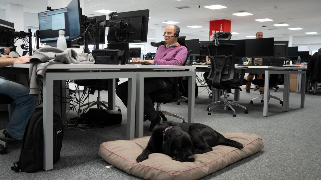 Rubén Domínguez trabajando y acostado en la oficina su perro guía James.