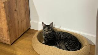 Un gato en su cucha.