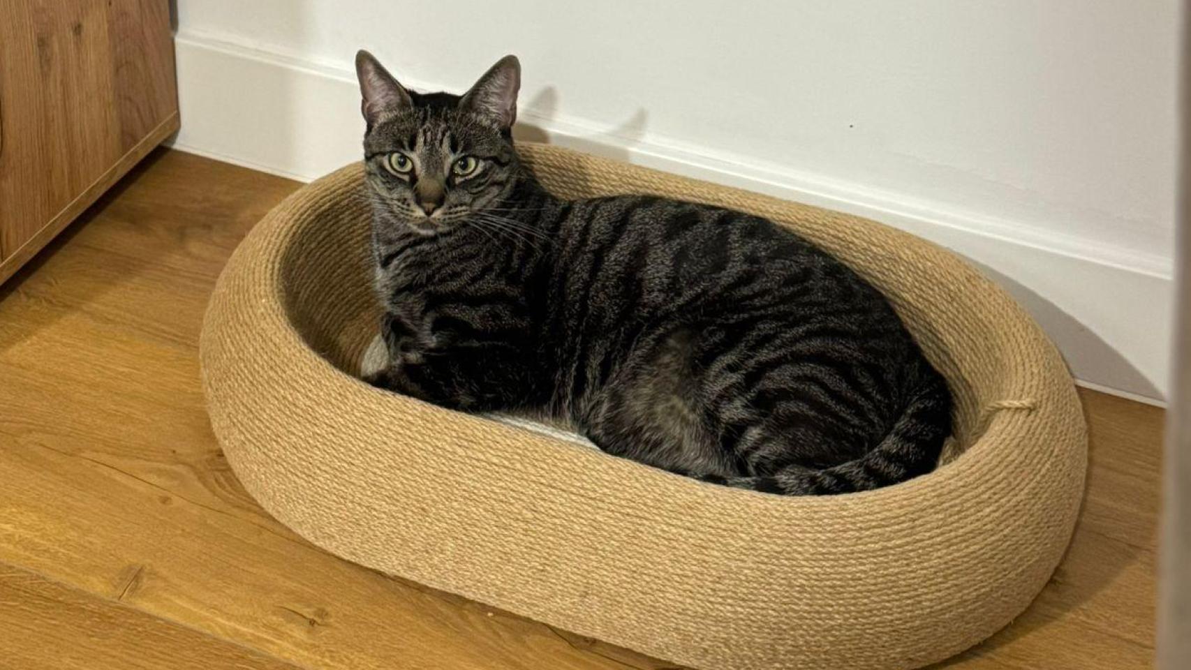 Un gato en su cucha.