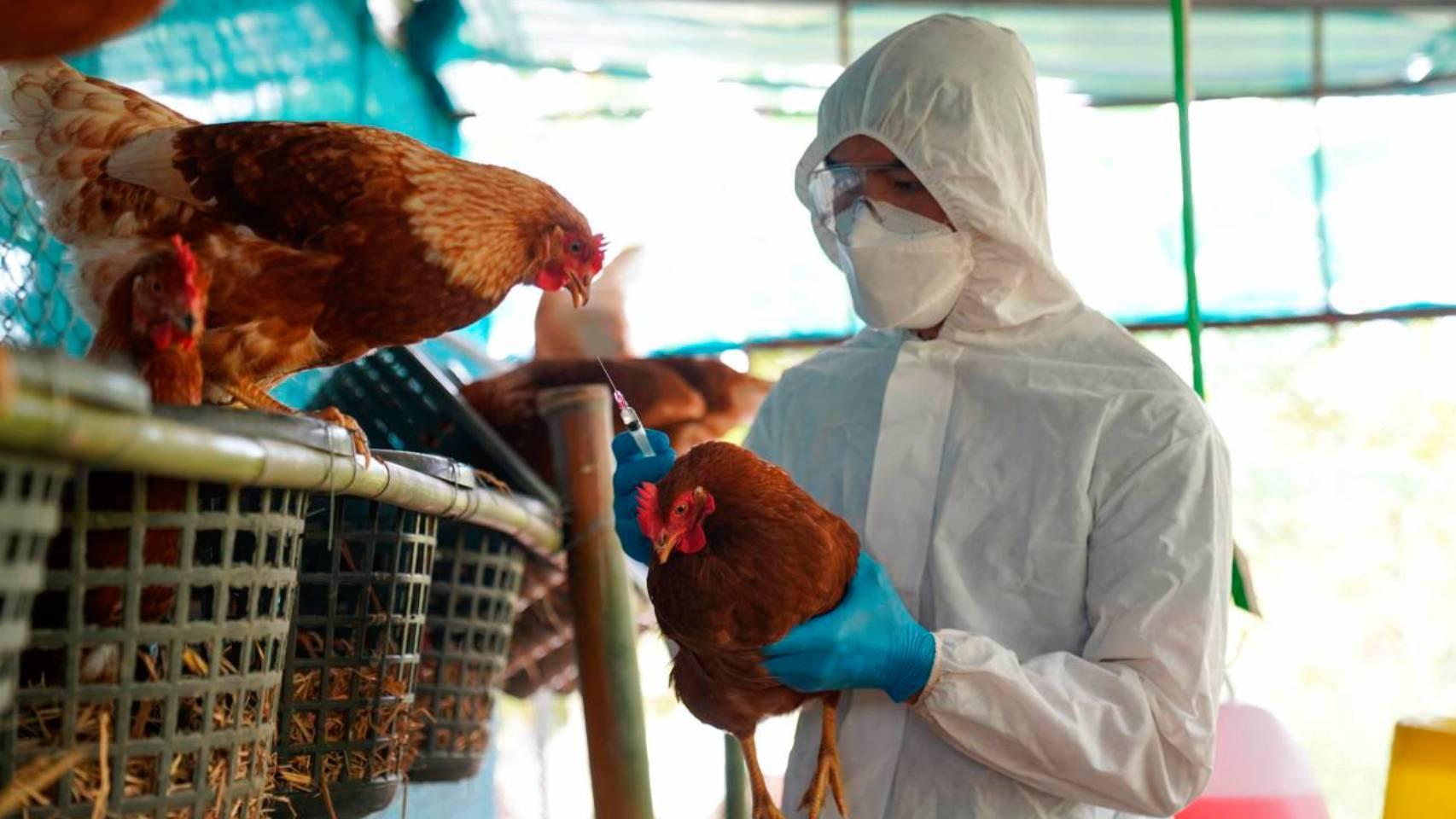 Esta variante llegó a la región norteamericana a través de aves migratorias en 2023.