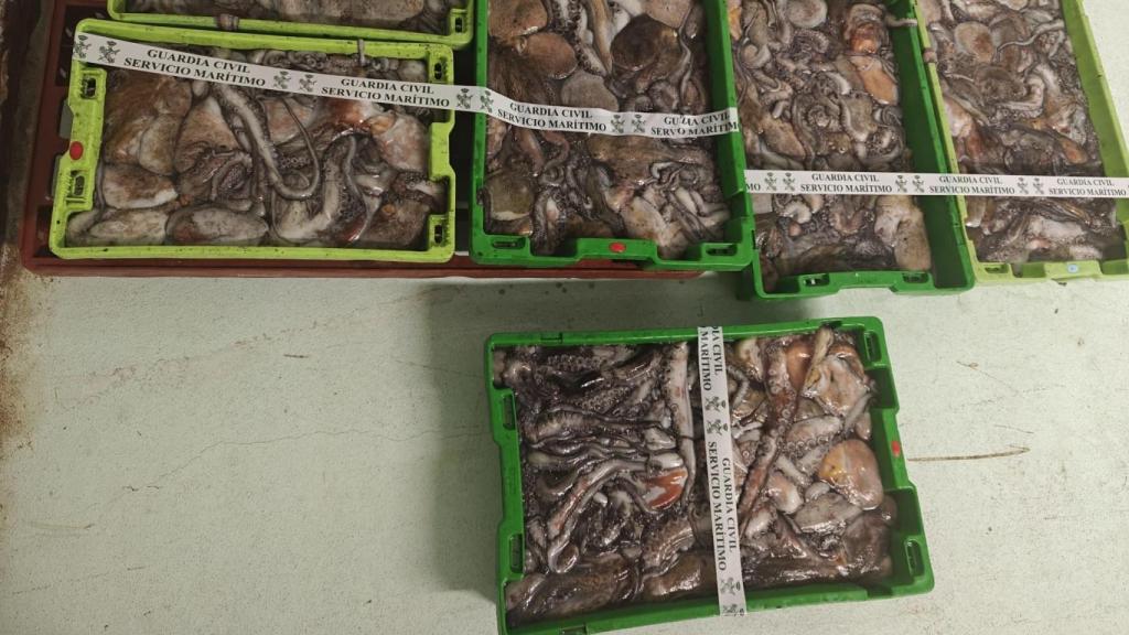 Incautan en el puerto de A Coruña más de 150 kilos de pulpo, cuando eran trasladados en furgoneta