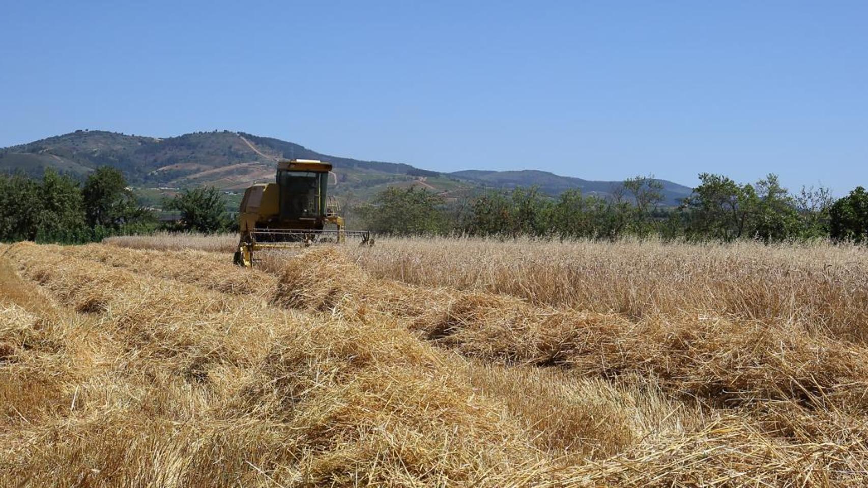 Un agricultor recoge la cosecha de cereal en El Bierzo