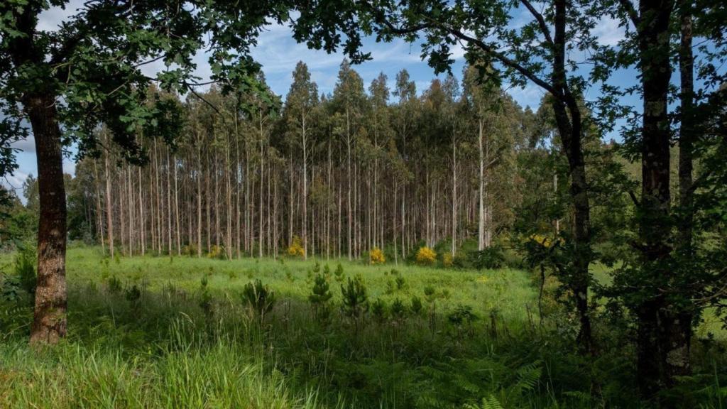 Una plantación de eucaliptos.