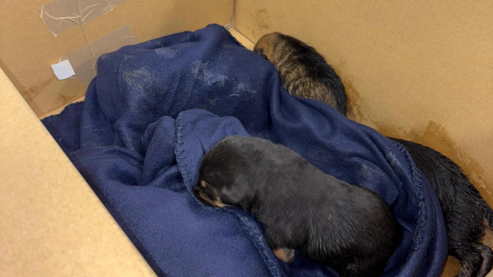 Imagen de los cachorros rescatados en Palencia