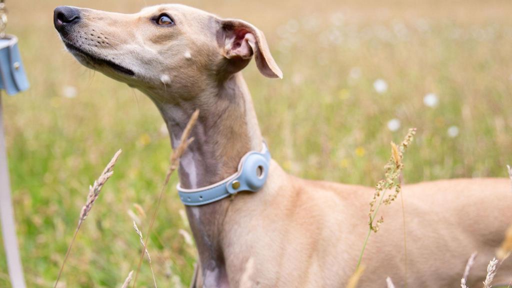 Un perro con un collar de Nina Woof.
