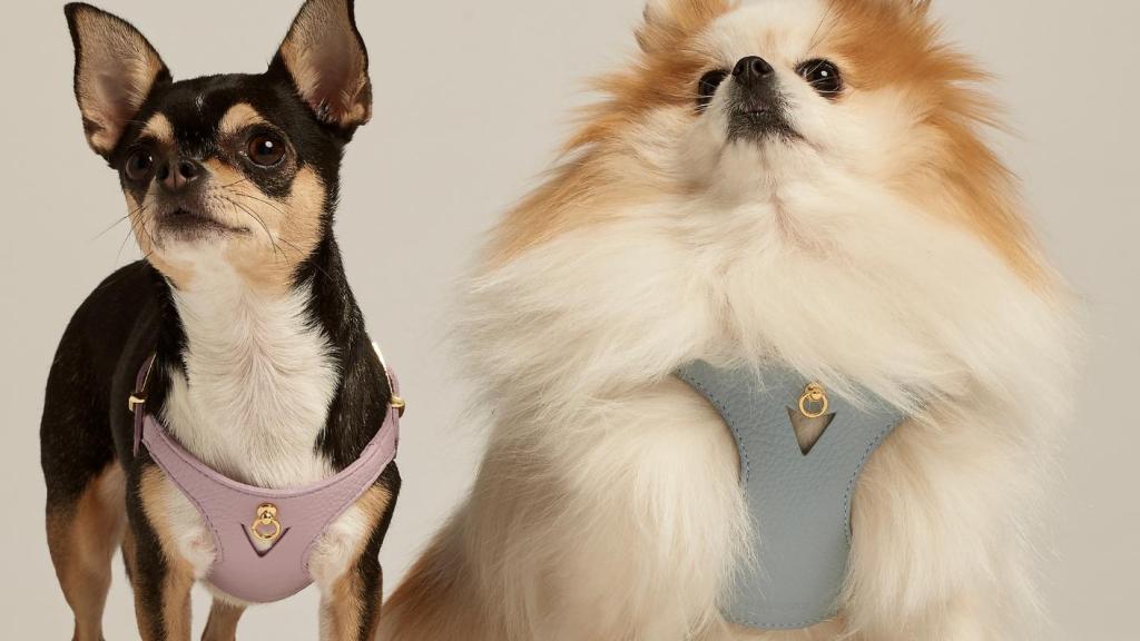 Dos perros con arneses de Branni Pets.