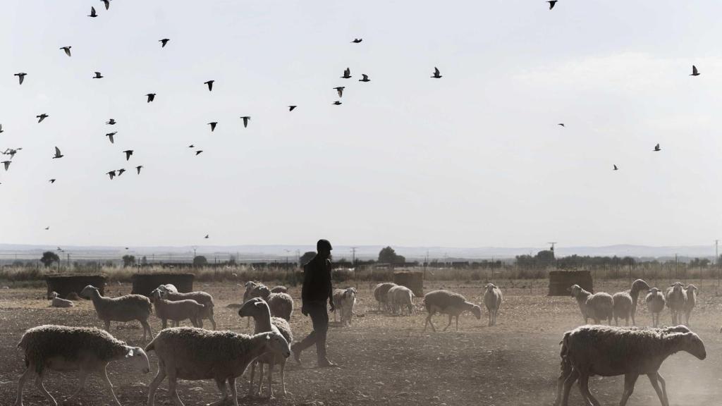 Ovejas pastando en la finca de Dehesa de los Llanos.