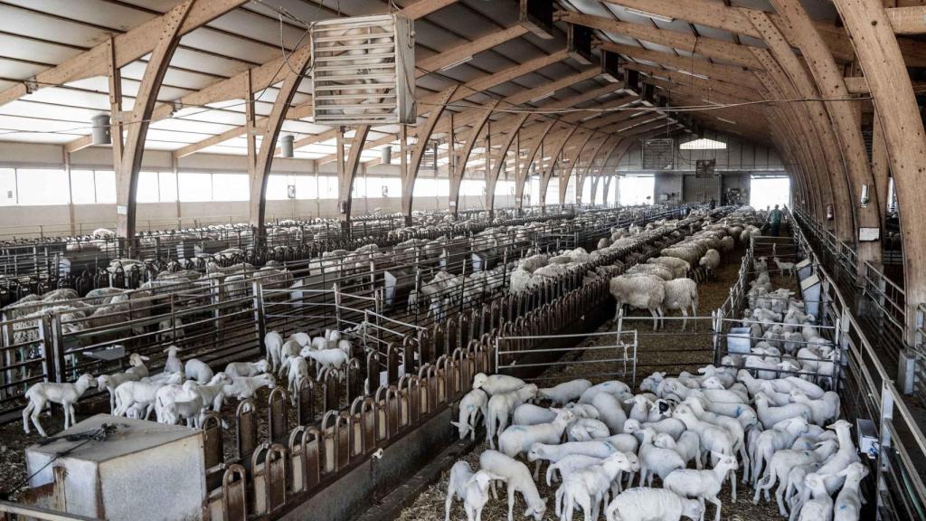 Parte del rebaño de ovejas de Dehesa de los Llanos.