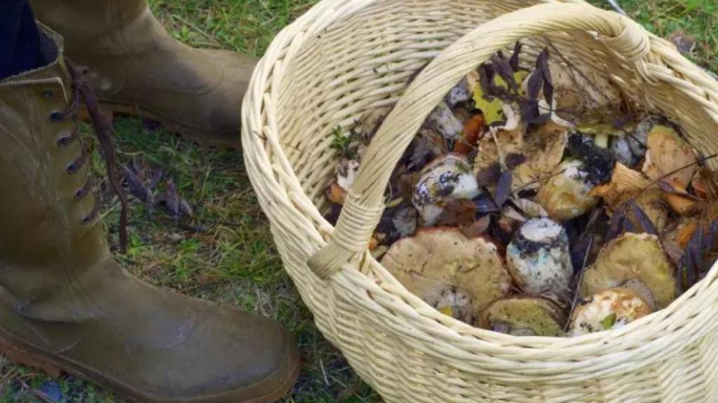 Durante estos días se celebrará la 42.º edición de la Semana Micolóxica Galega