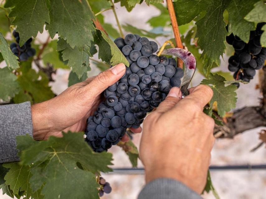 Vendimia Cruz de Alba