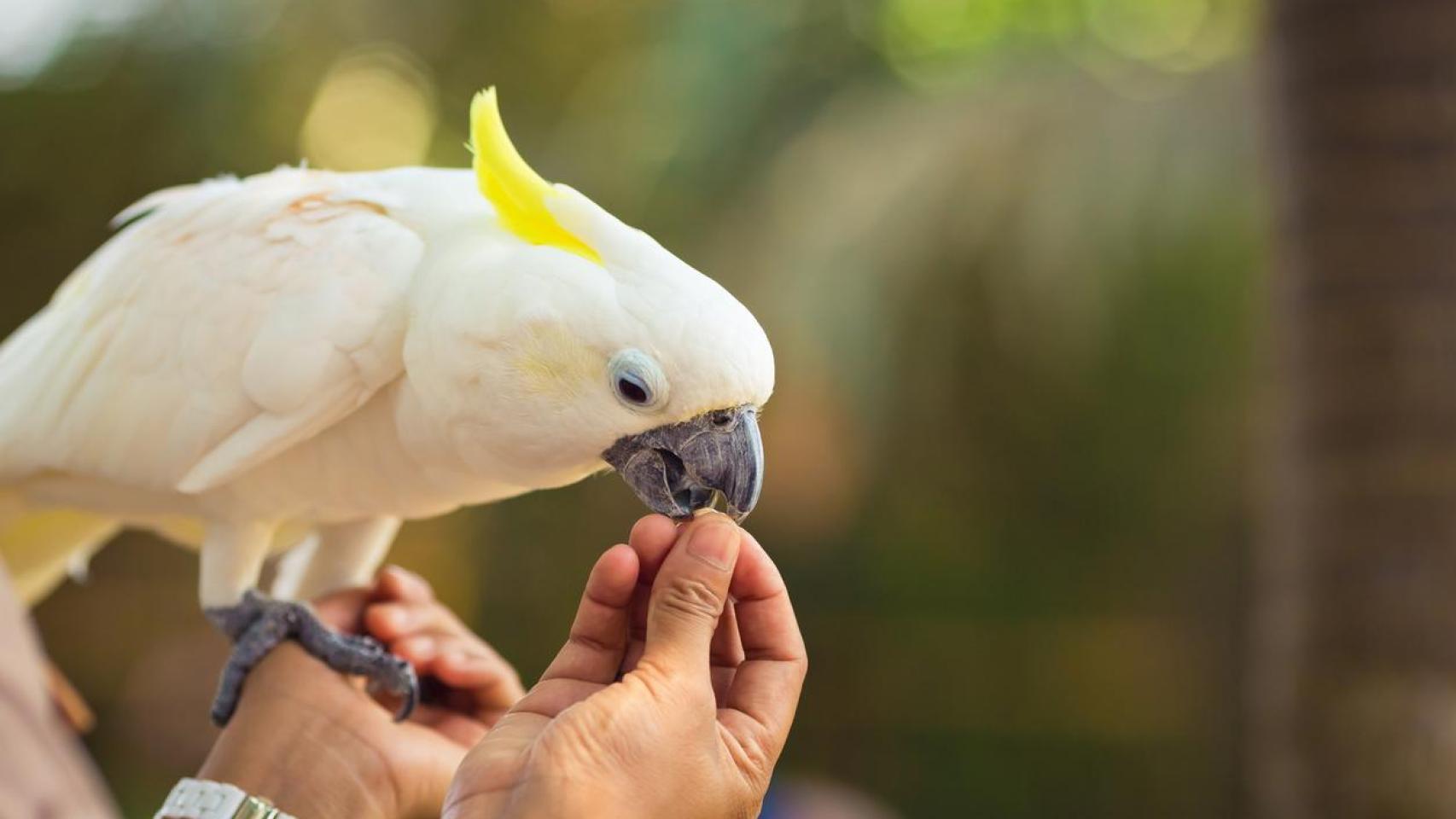 Un cacatúa comiendo de la mano de un humano.