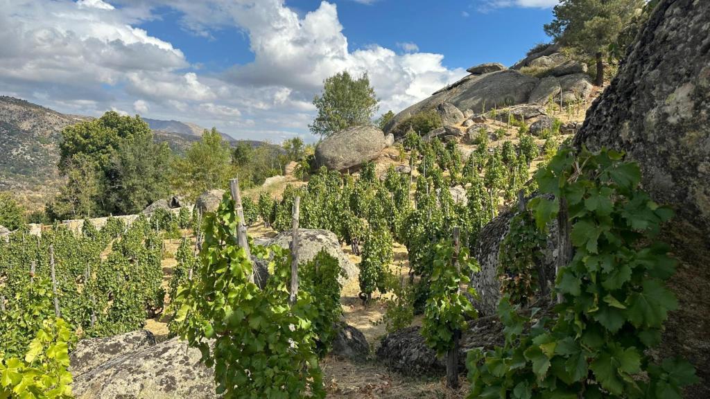 El viñedo de garnacha próximo a la bodega de Comando G.