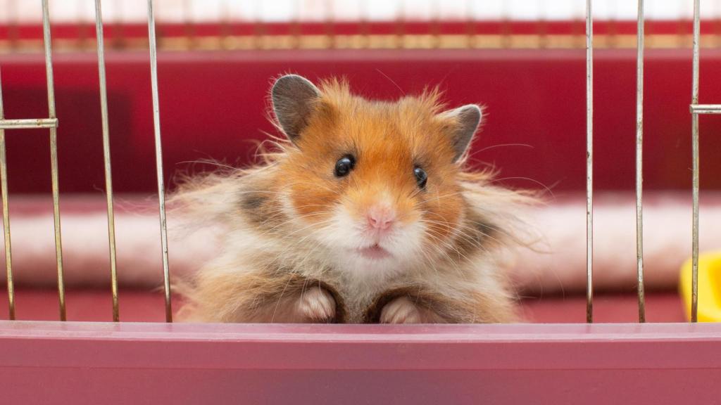 Un hámster en una jaula.
