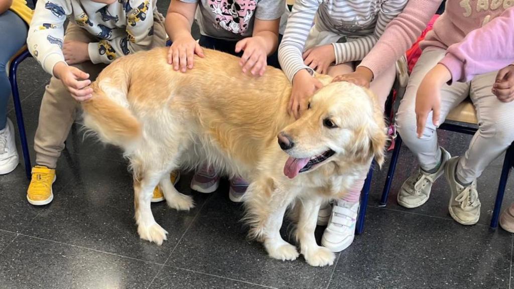 Un perro del proyecto Yarácan.