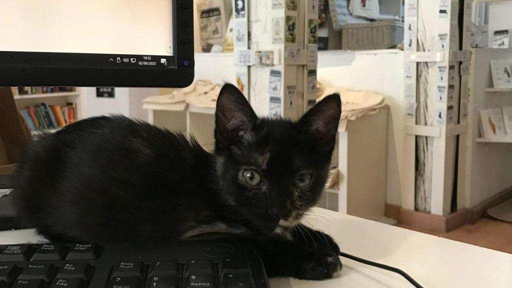 Una gata encima de un teclado.