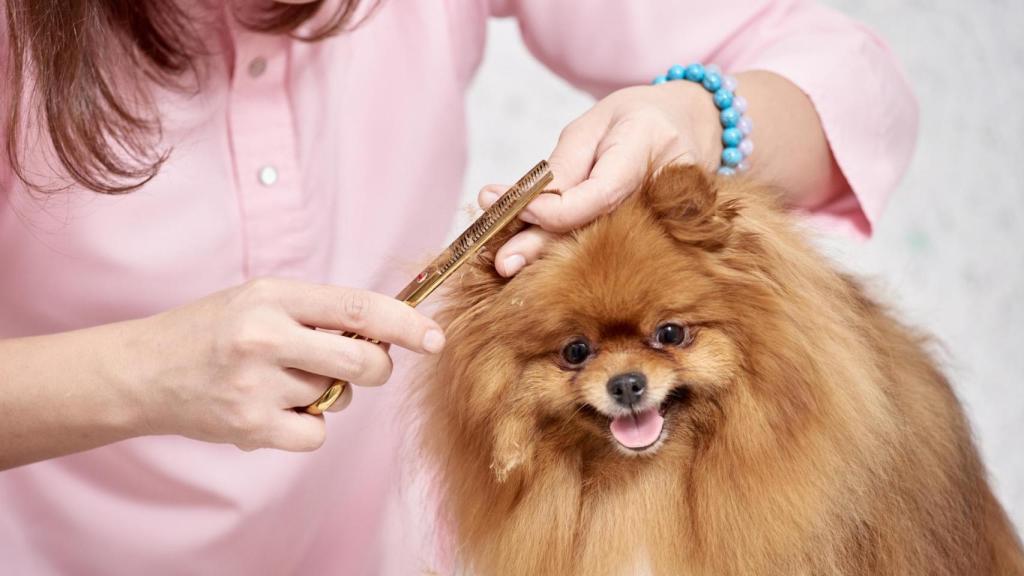 Pomerania cortándose el pelo.