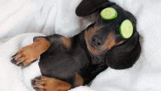 Un perro con dos rodajas de pepino en los ojos.