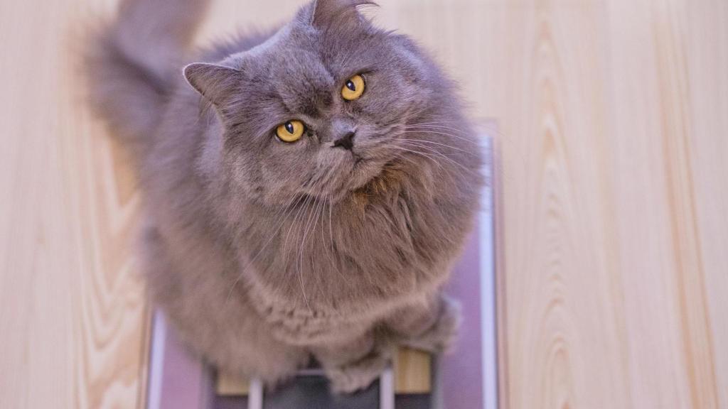 Un gato encima de una báscula.