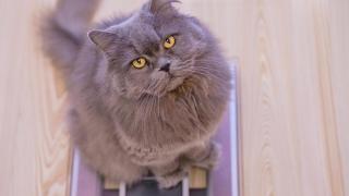 Un gato encima de una báscula.