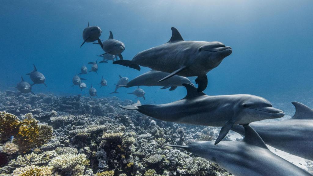 Delfines en un fotograma del documental 'Ocean' (2025).