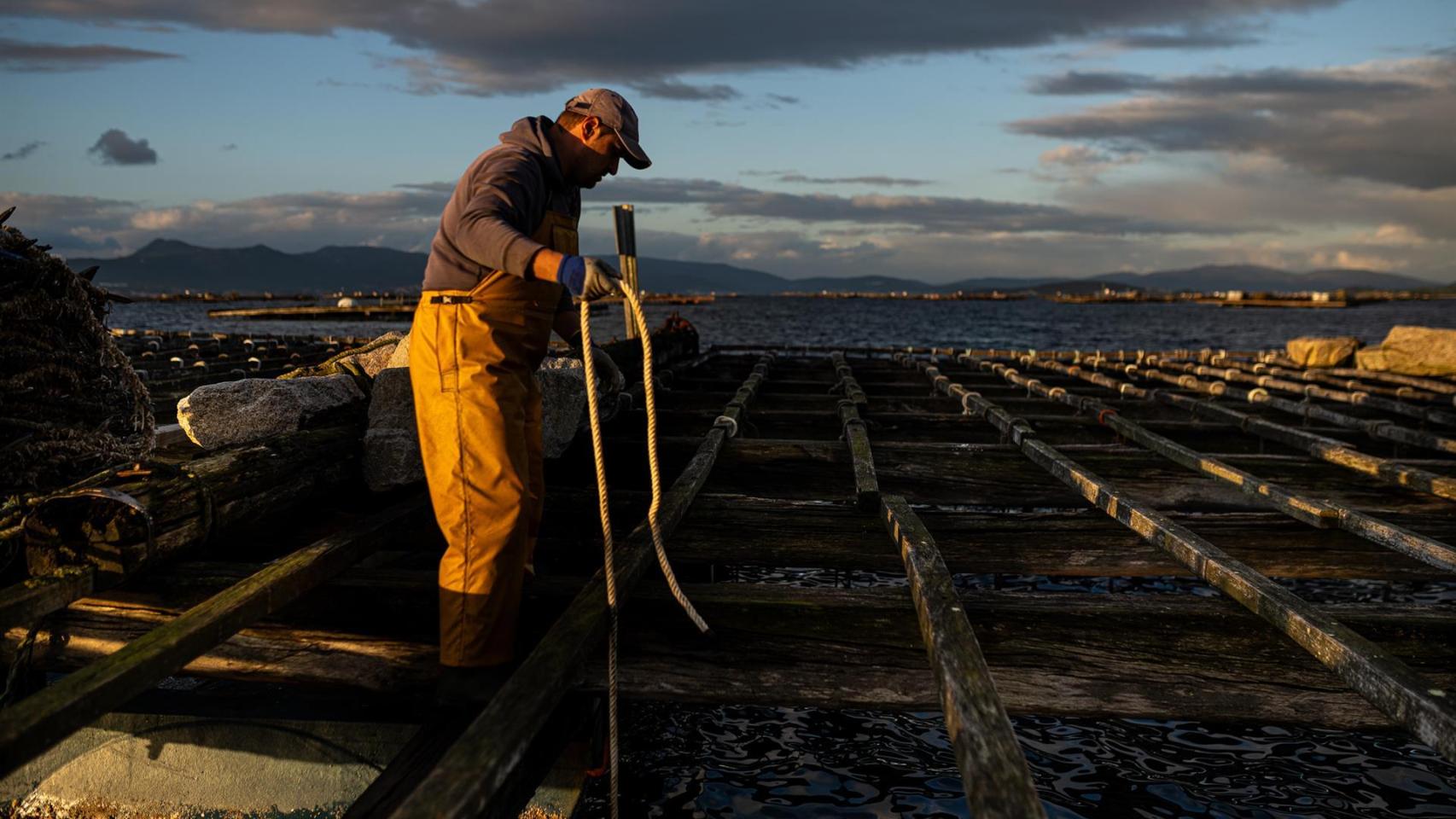 Los bancos marisqueros de la ría de Pontevedra y zonas de Arousa, obligados a cerrar por las toxinas
