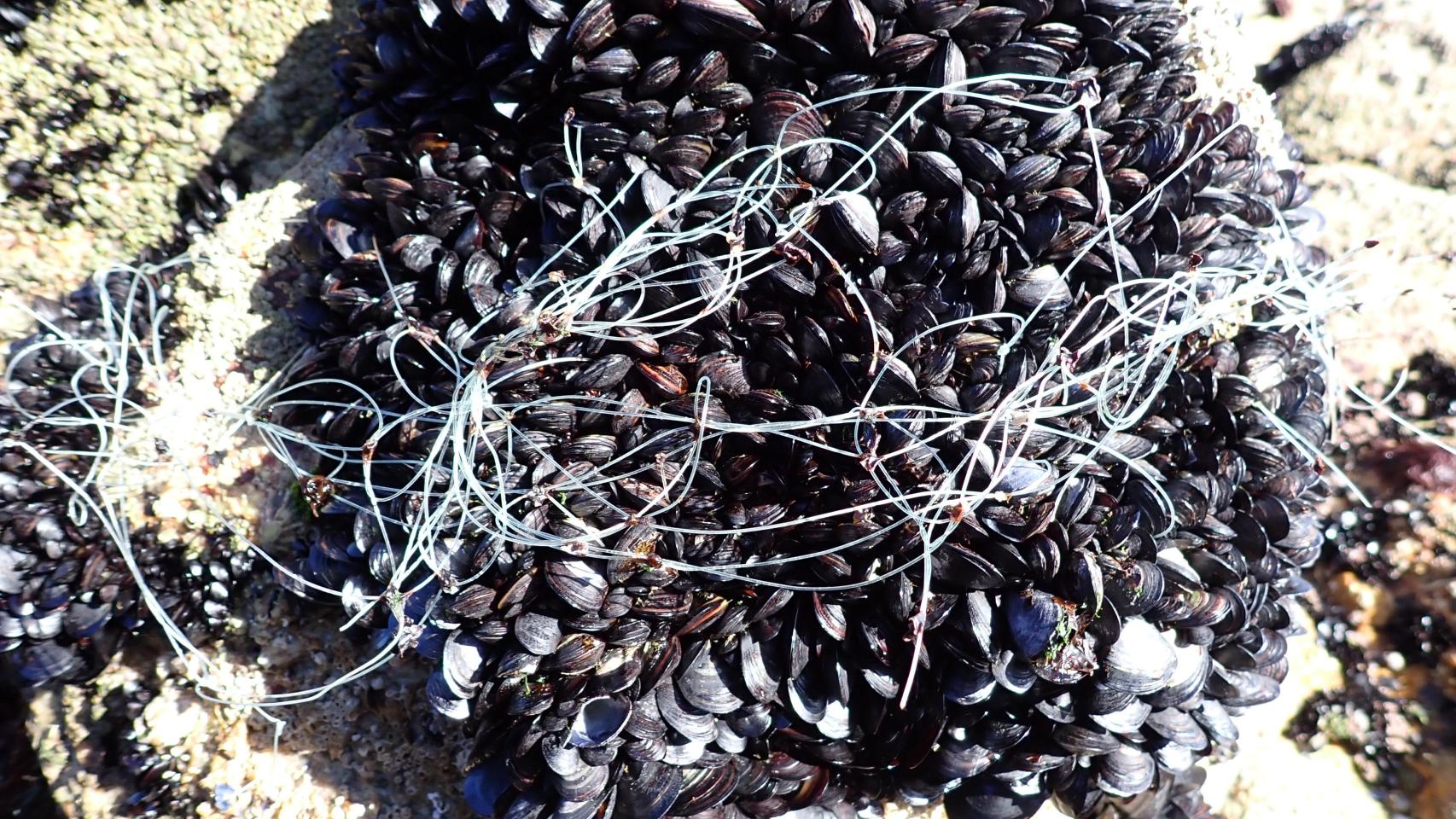 Imagen de archivo de un cultivo de mejillones.