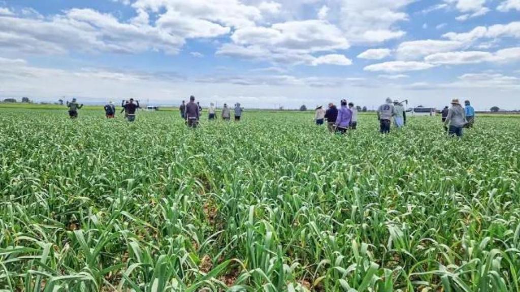 Muchos de los cientos de colombianos que han servido en Ucrania se han quedado en España y ahora sobreviven como trabajadores ilegales en Albacete, Galicia o Ciudad Real. Pero se ha detectado la presencia de otros ya en organizaciones criminales.