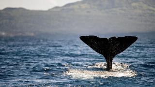 Imagen de archivo de una ballena.